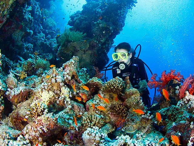 Nautilus Diving