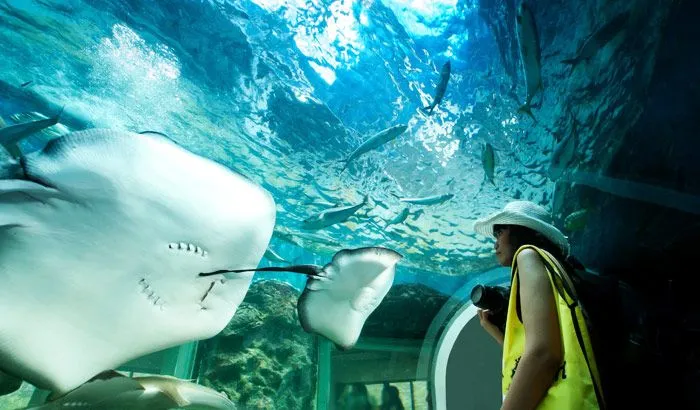 Phuket Aquarium