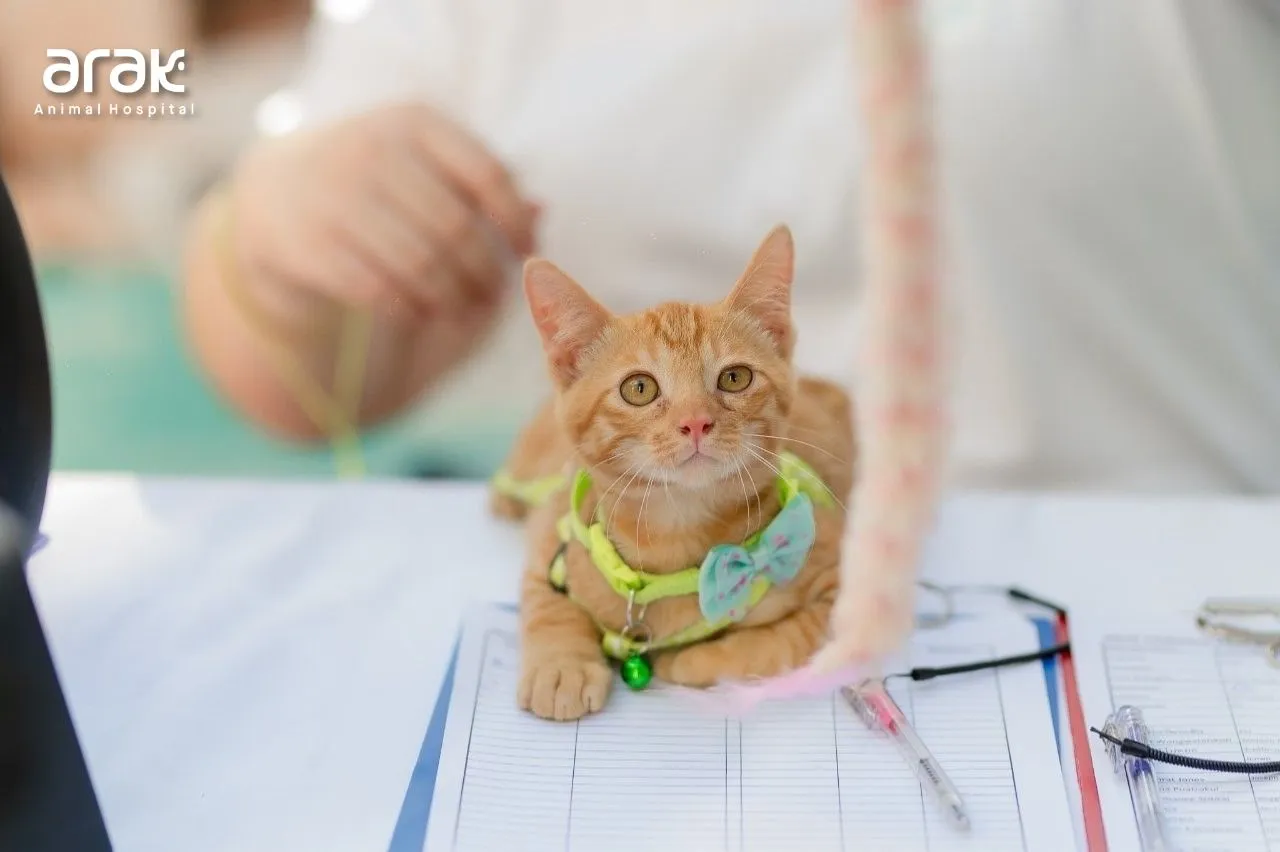 Arak Animal Hospital Phuket
