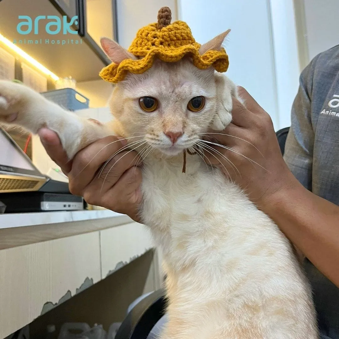 Arak Animal Hospital Phuket