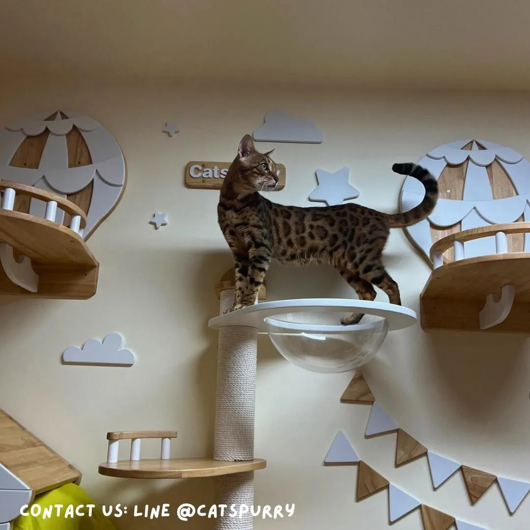 Catspurry Cat Hotel Phuket