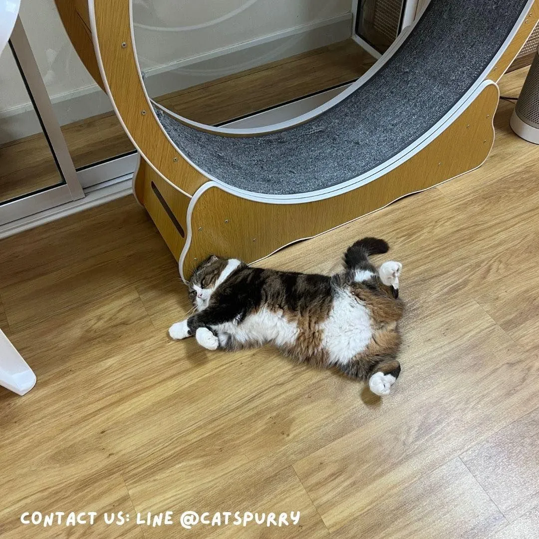 Catspurry Cat Hotel Phuket