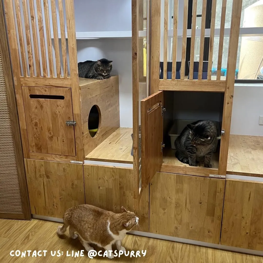 Catspurry Cat Hotel Phuket