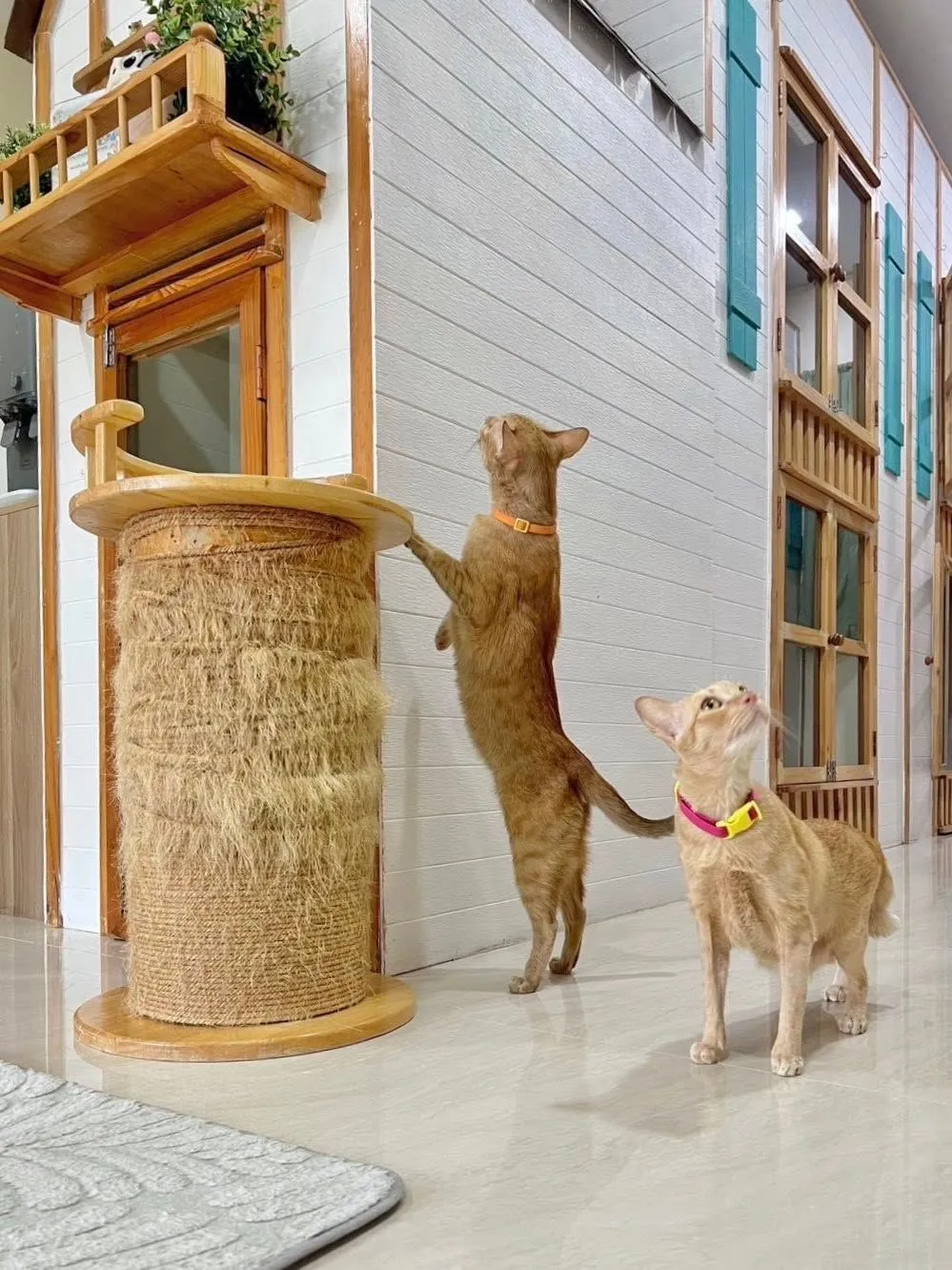 Cattipi Hotel