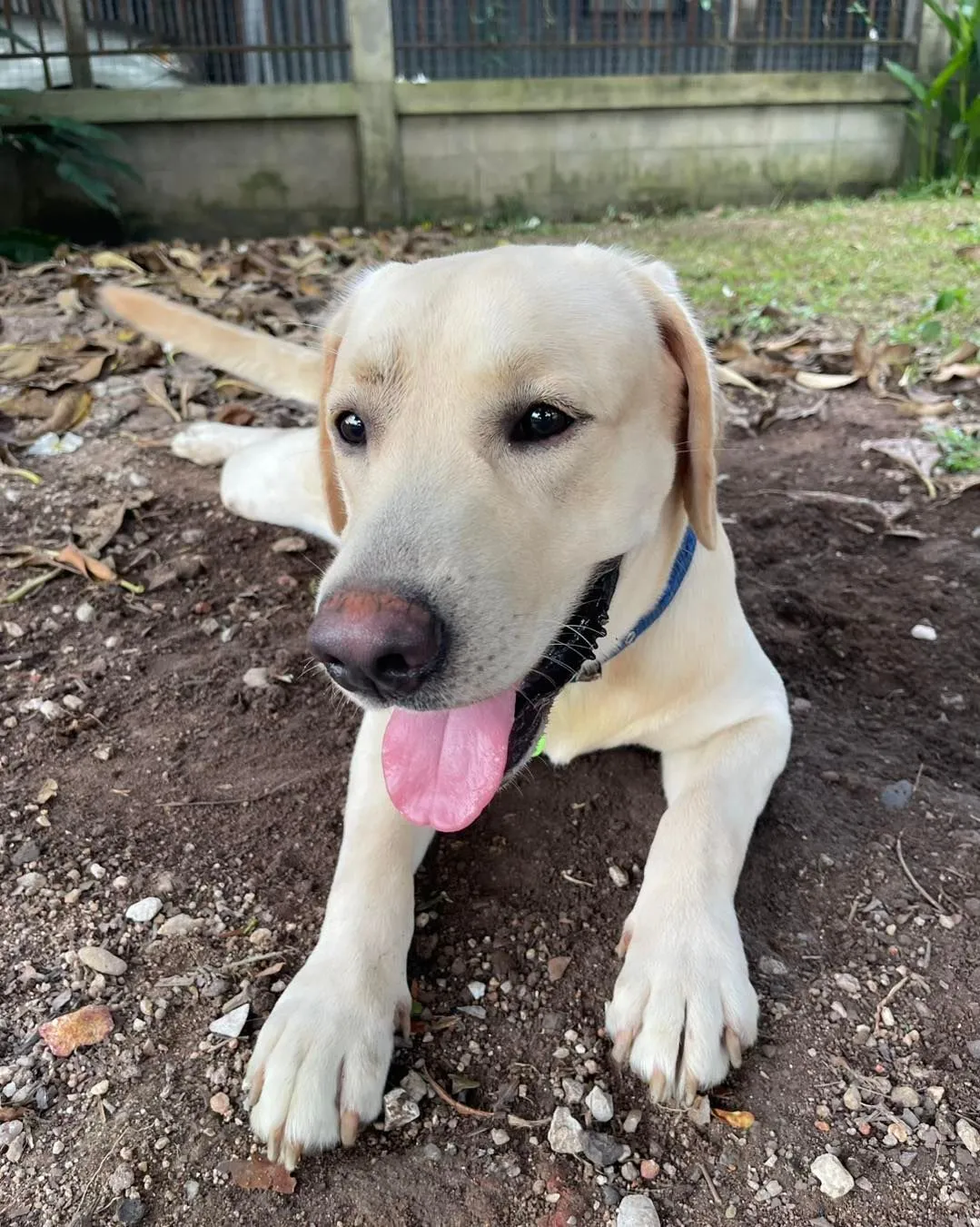 Phuket Dog Resort
