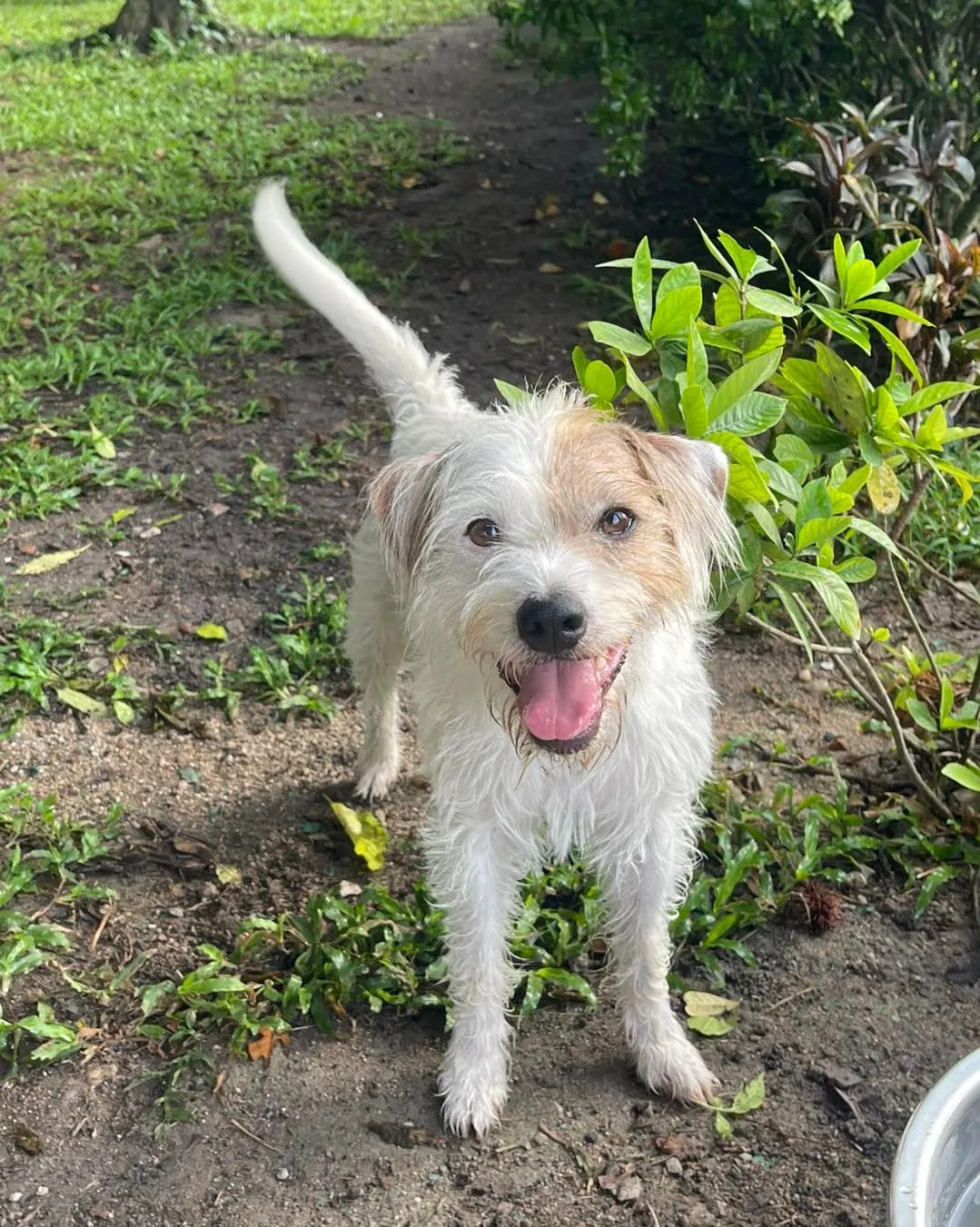 Phuket Dog Resort