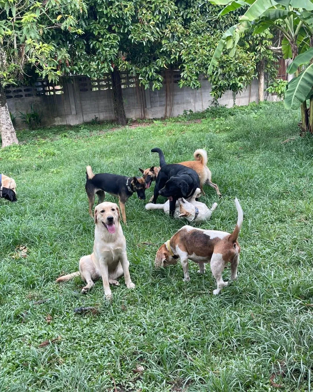 Phuket Dog Resort