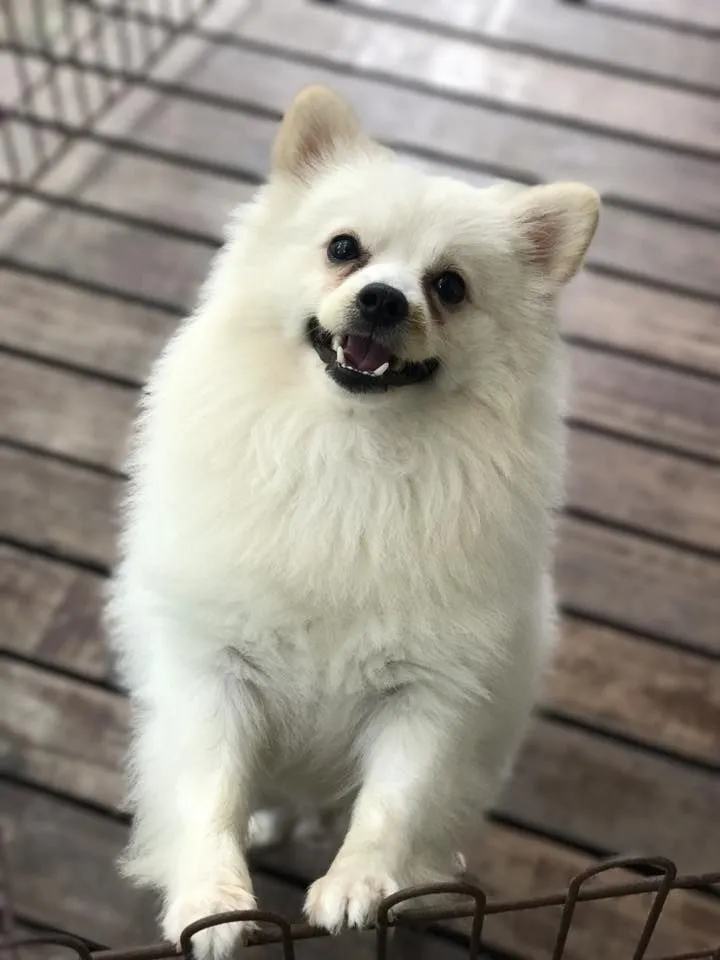 Dr.Mai Vet Clinic
