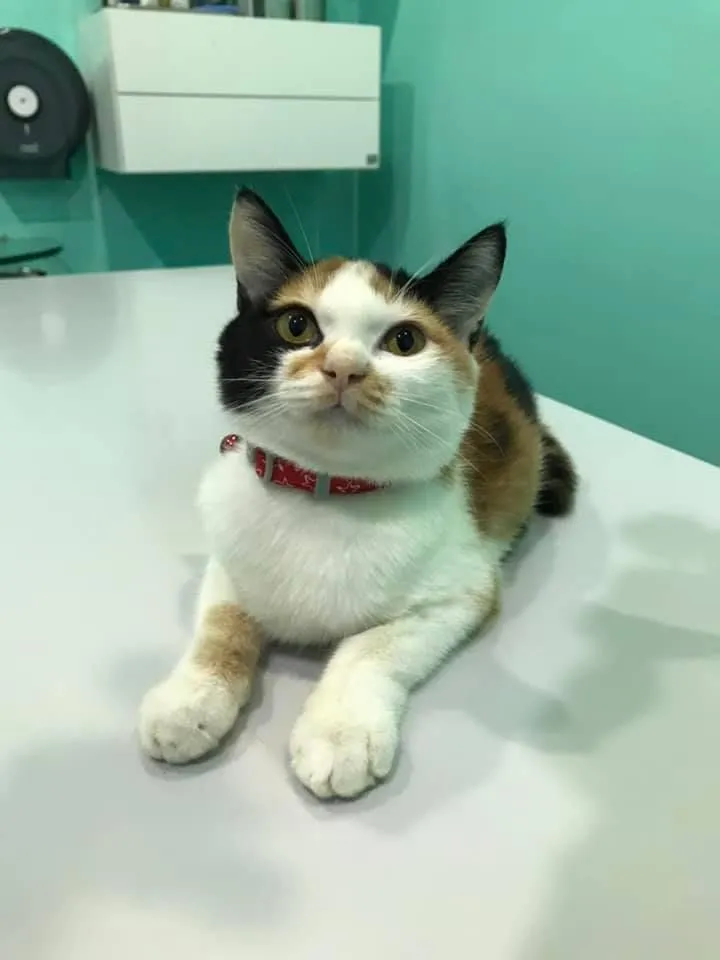 Dr.Mai Vet Clinic