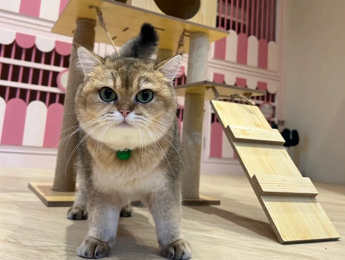 I Rak Pet Hospital