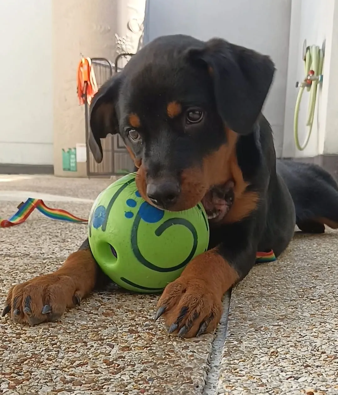 K9 Phuket