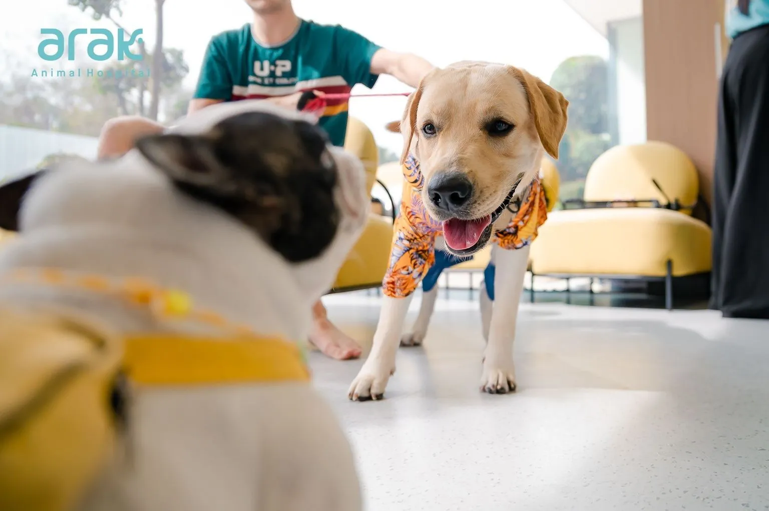 Arak Animal Hospital Phuket