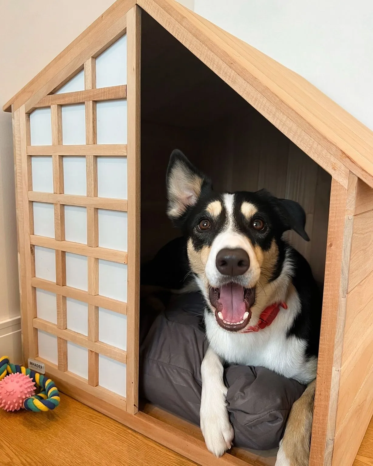 Aura Pets Spa & Wellness Center