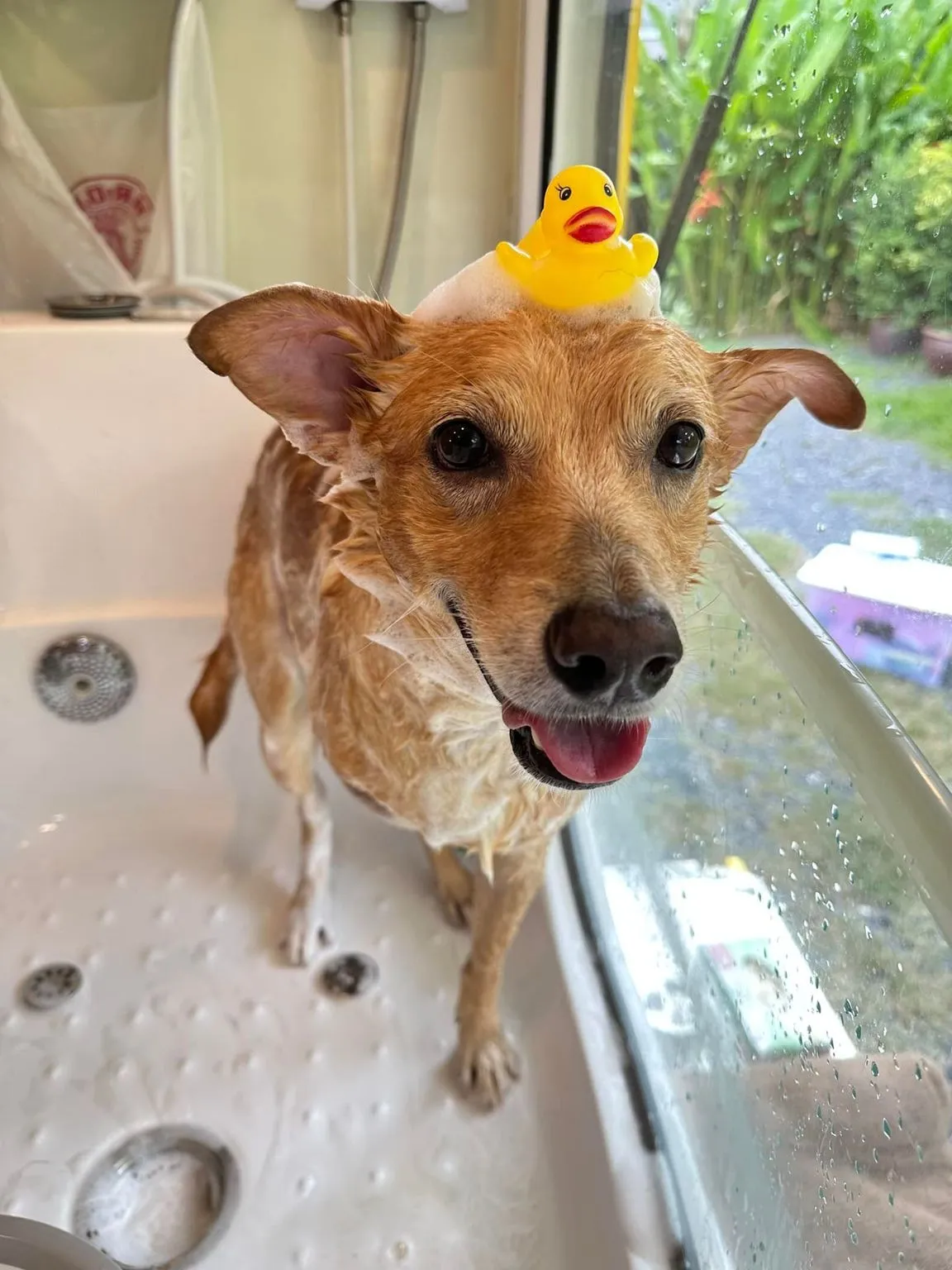Aura Pets Spa & Wellness Center