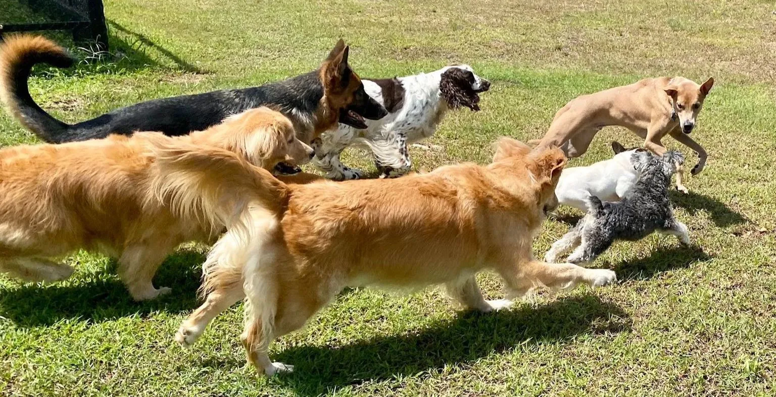 Canine Point Academy