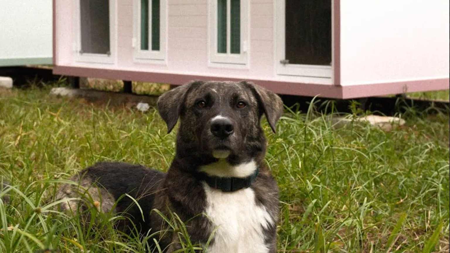 Dogsville - Dog Hotel and Training Center 