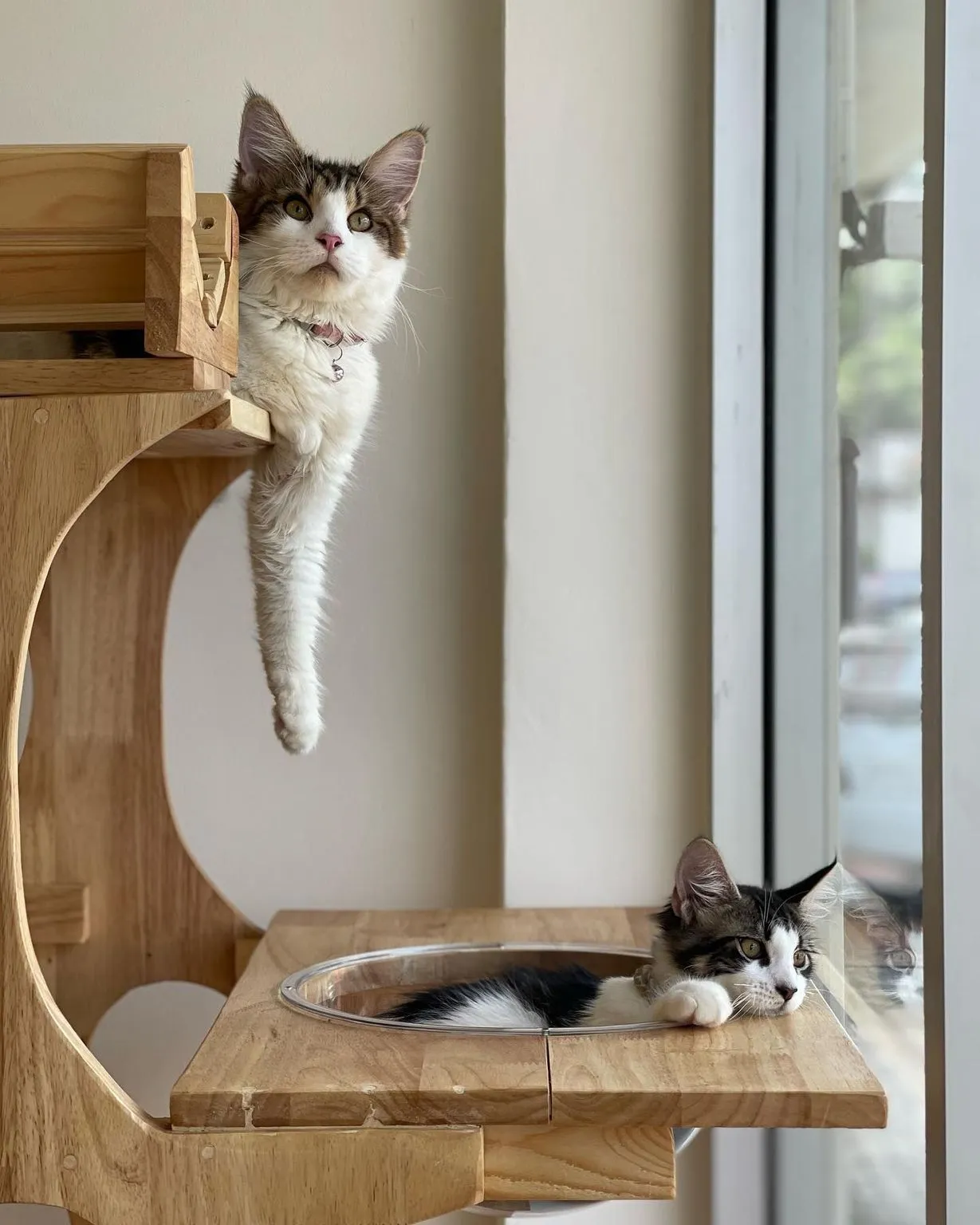 Dr.Mai Vet Clinic