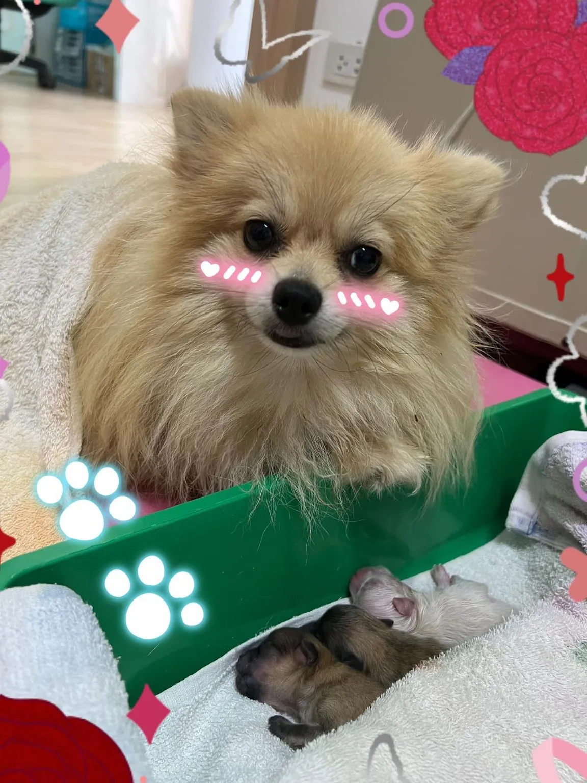 I Rak Pet Hospital