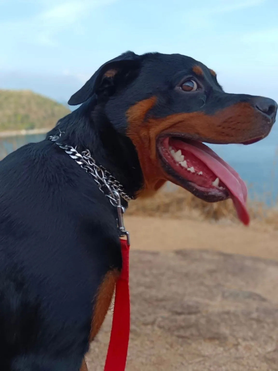 K9 Phuket