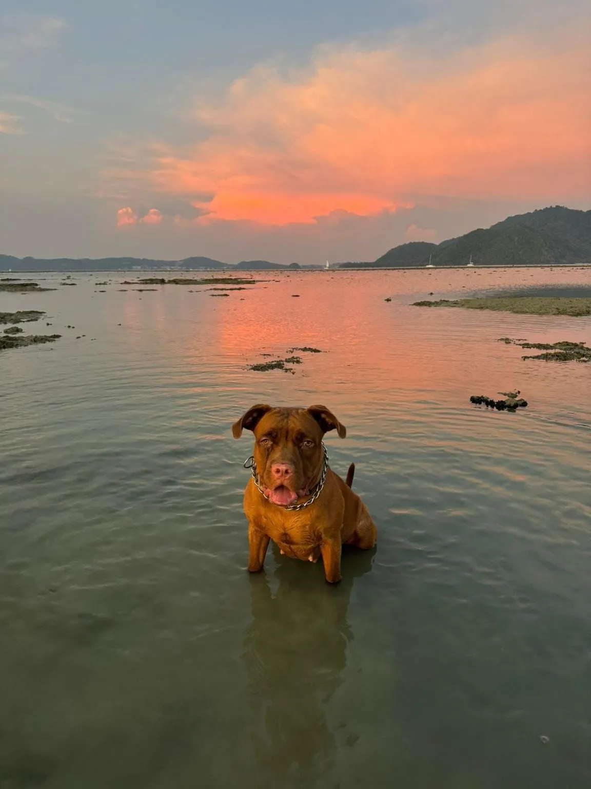 K9 Phuket