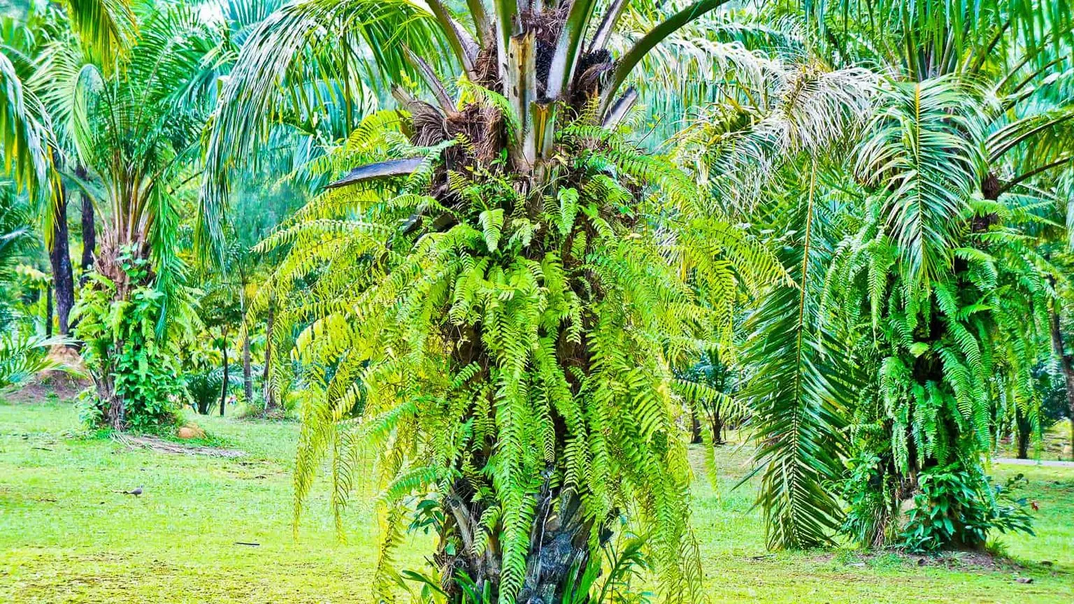 king-rama-9-park-phuket-thailand-2.jpg