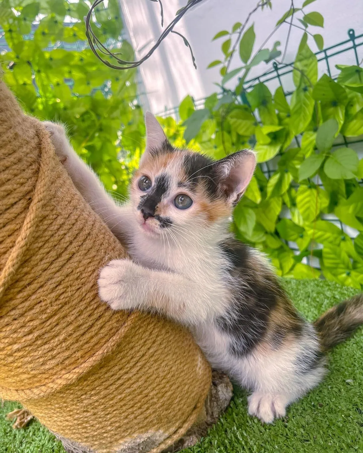 Lazy Cat Hotel