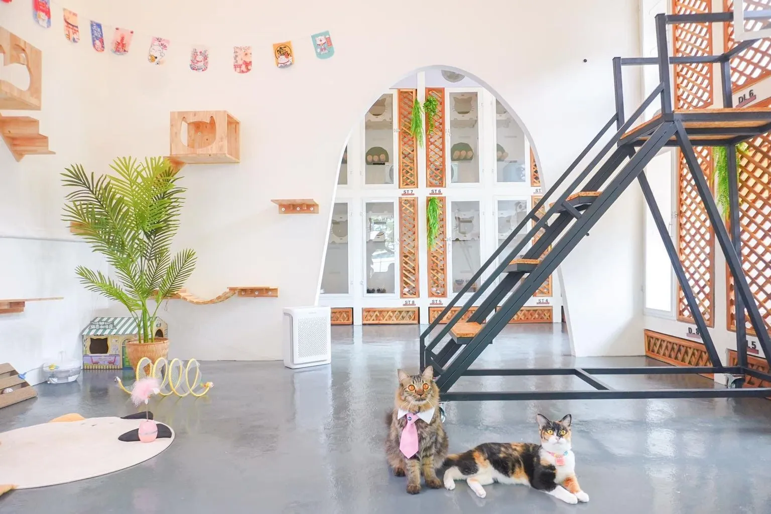 Lazy Cat Hotel