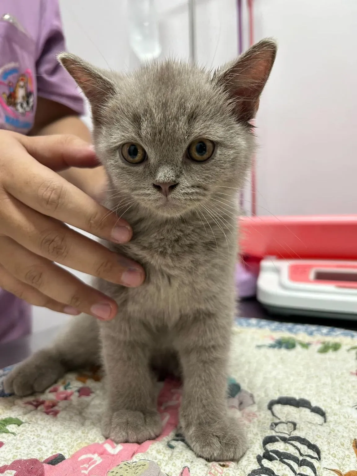 Maeluan Animal Hospital Phuket