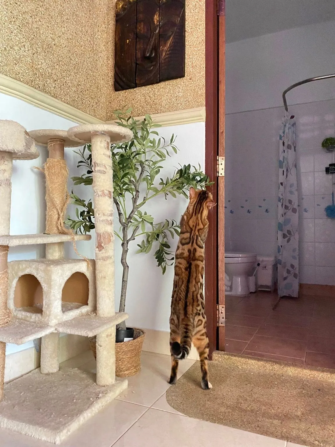Meow Meow Cat Hotel Phuket 