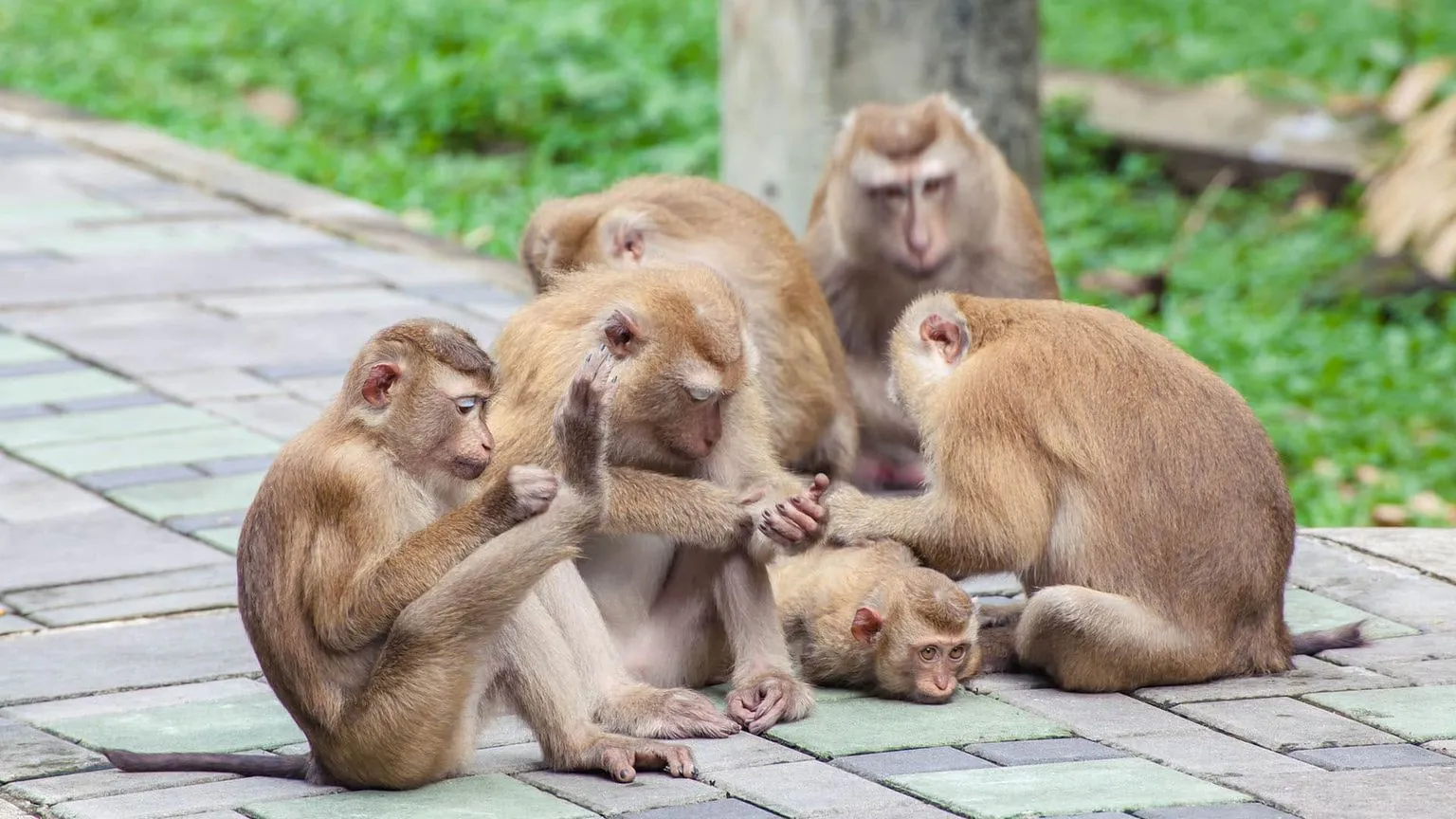monkey-hill-view-point-phuket-thailand-1.jpg