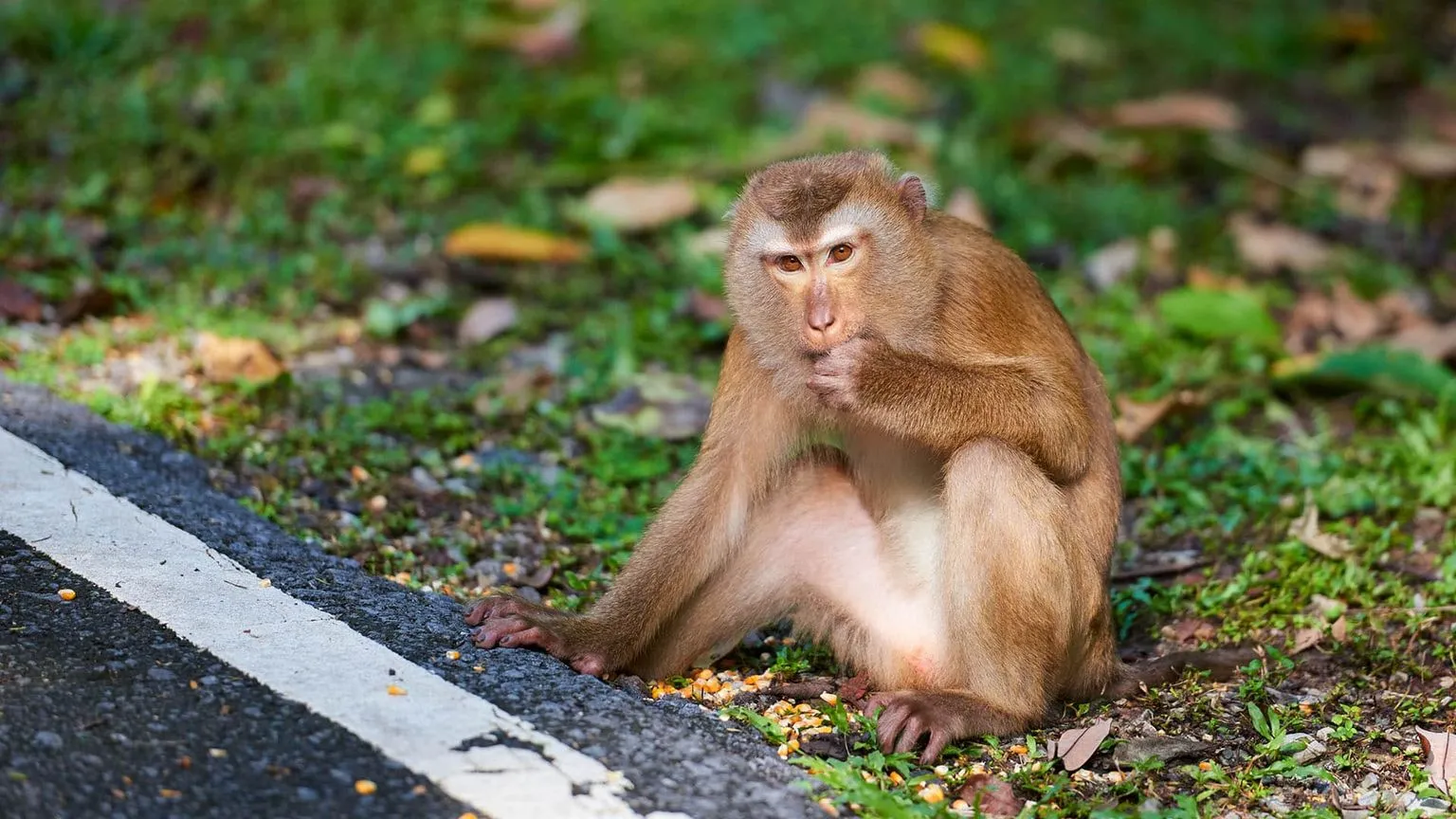 monkey-hill-view-point-phuket-thailand-2.jpg