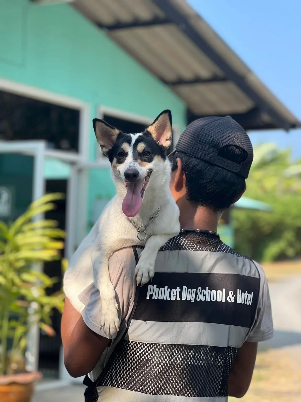 Phuket Dog School & Hotel