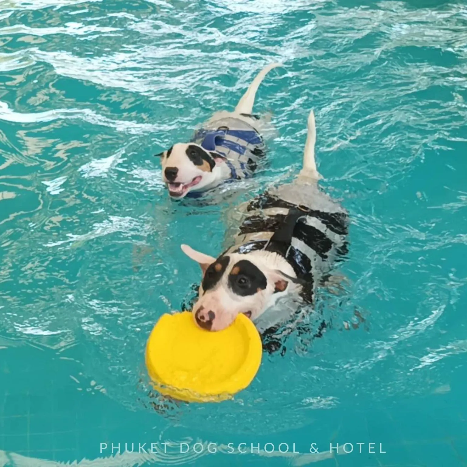Phuket Dog School & Hotel