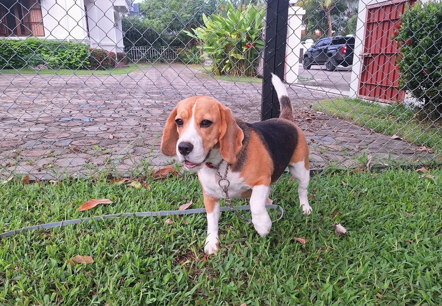 Phuket Dog Training & Boarding
