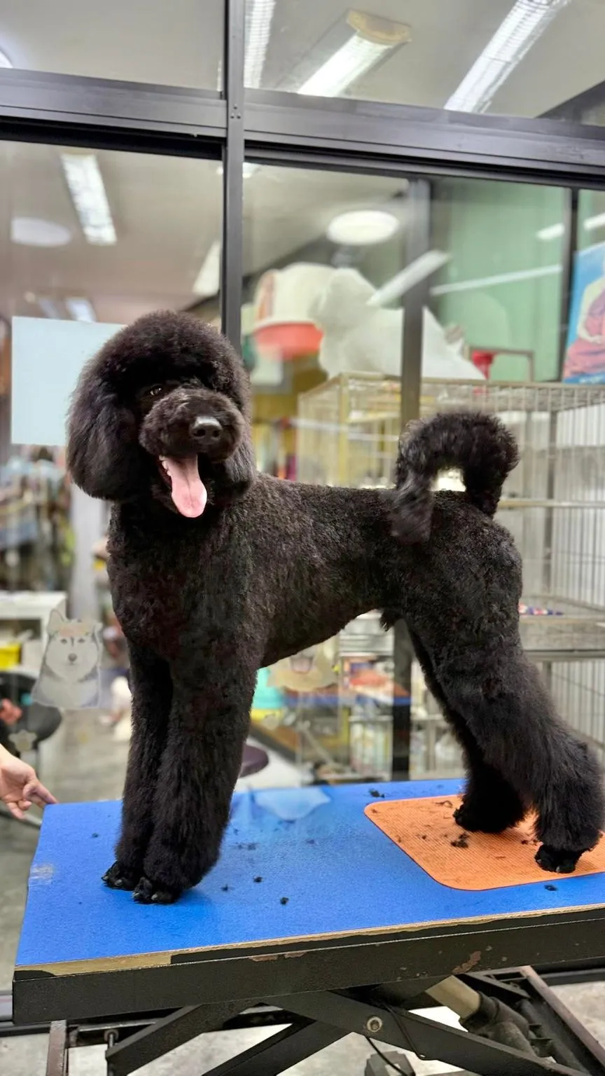 Smilepet