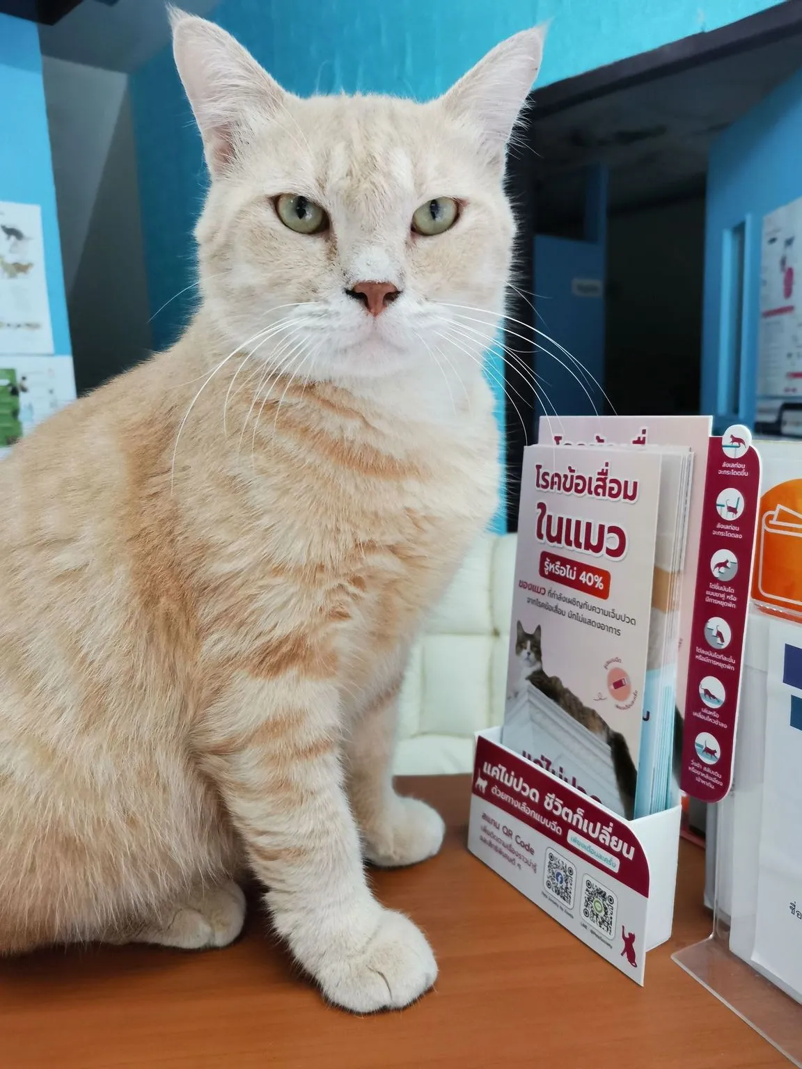 Surin Beach Vet Clinic 