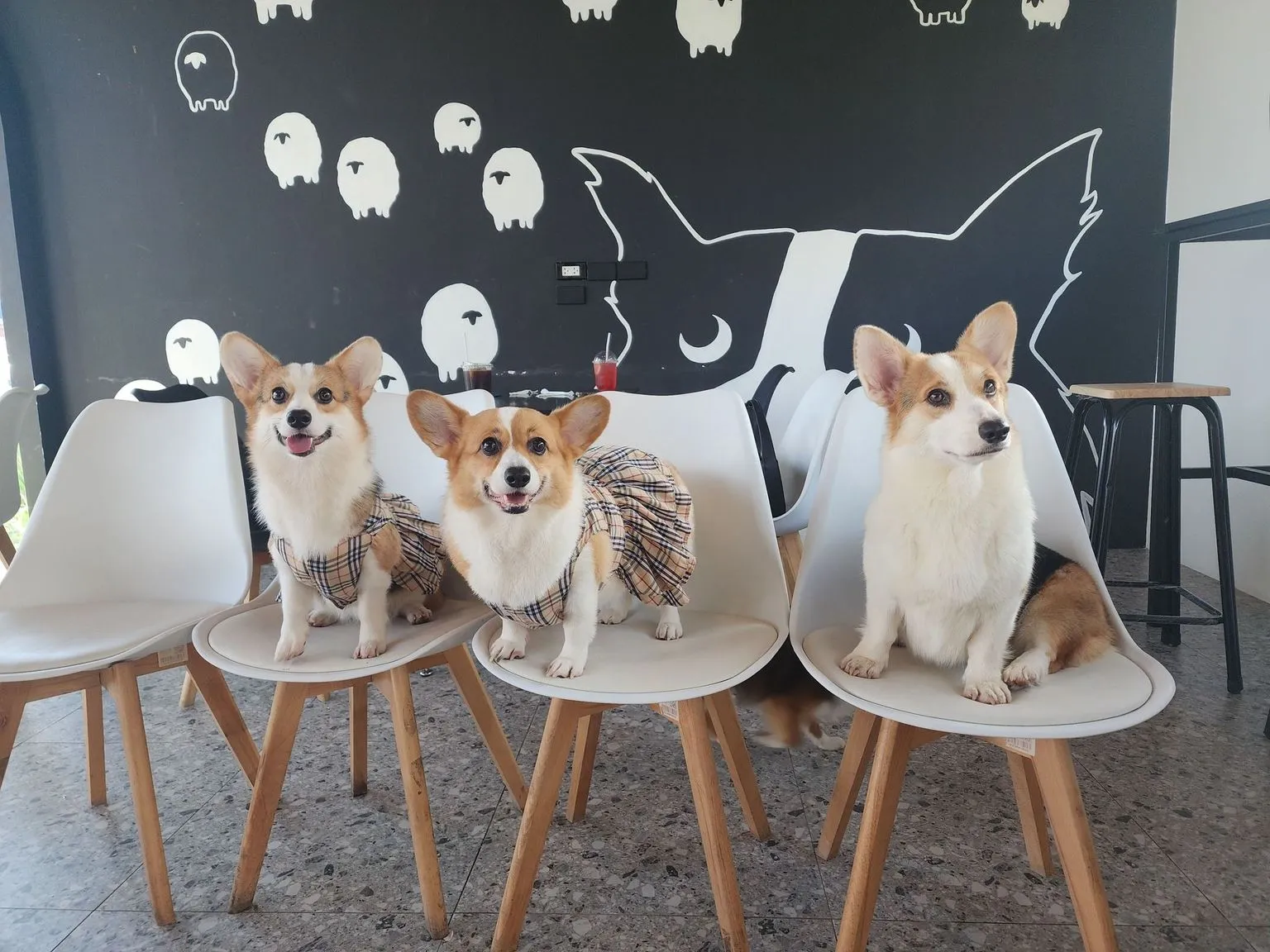Us'Dog Cafe 