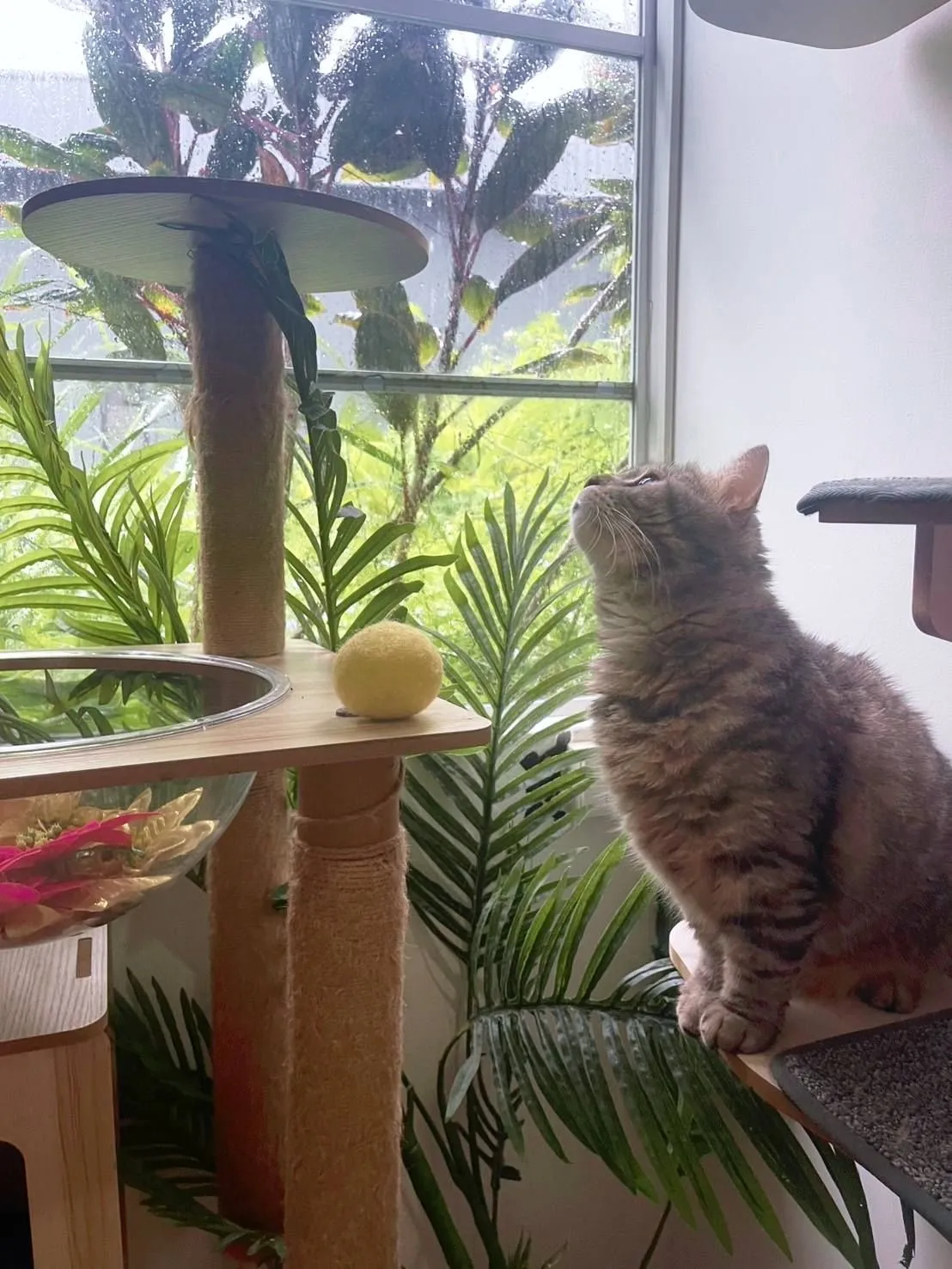 Lazy Cat Hotel