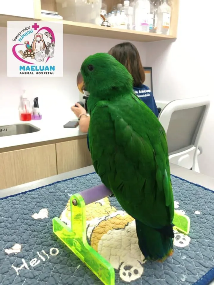 Maeluan Animal Hospital Phuket