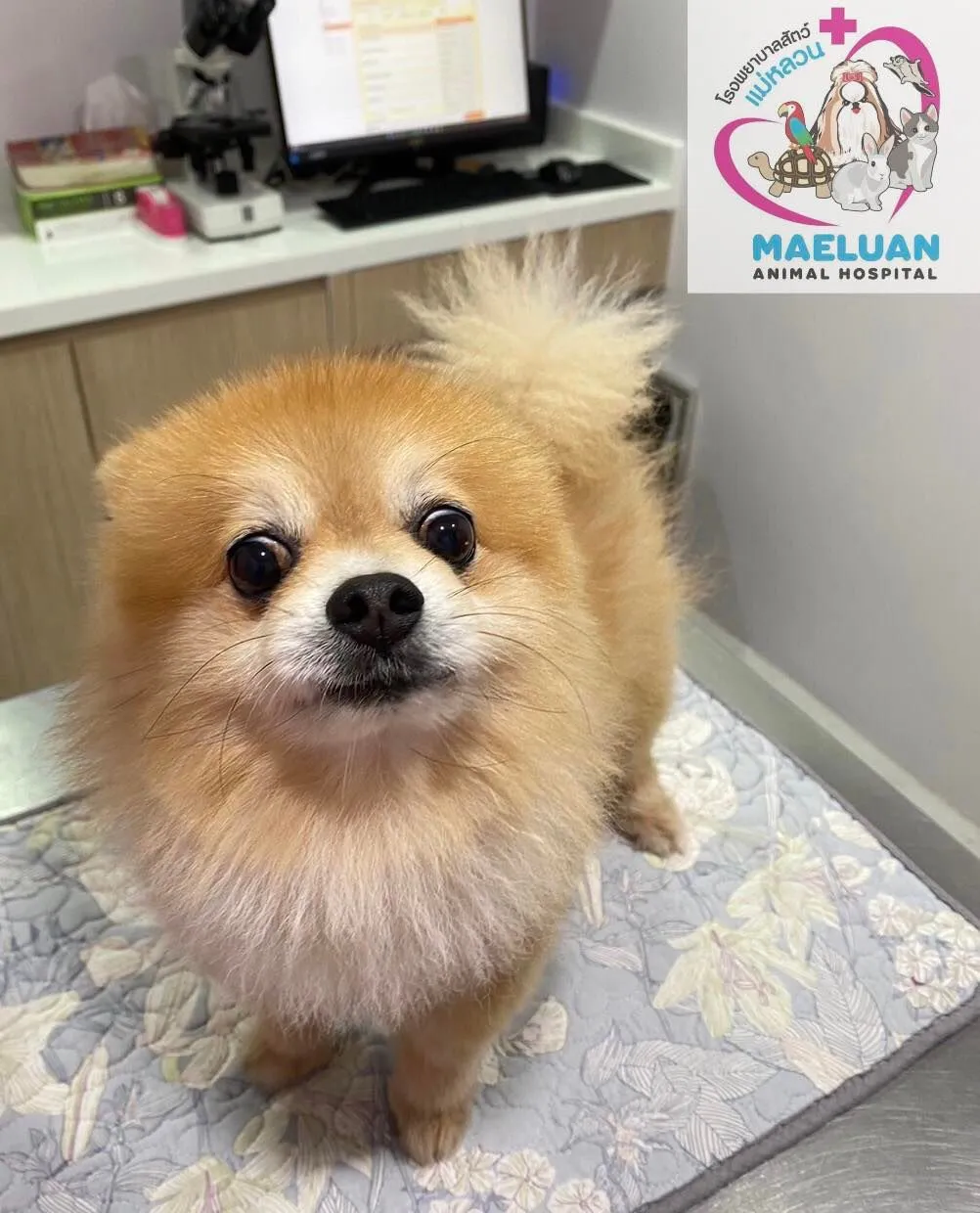 Maeluan Animal Hospital Phuket