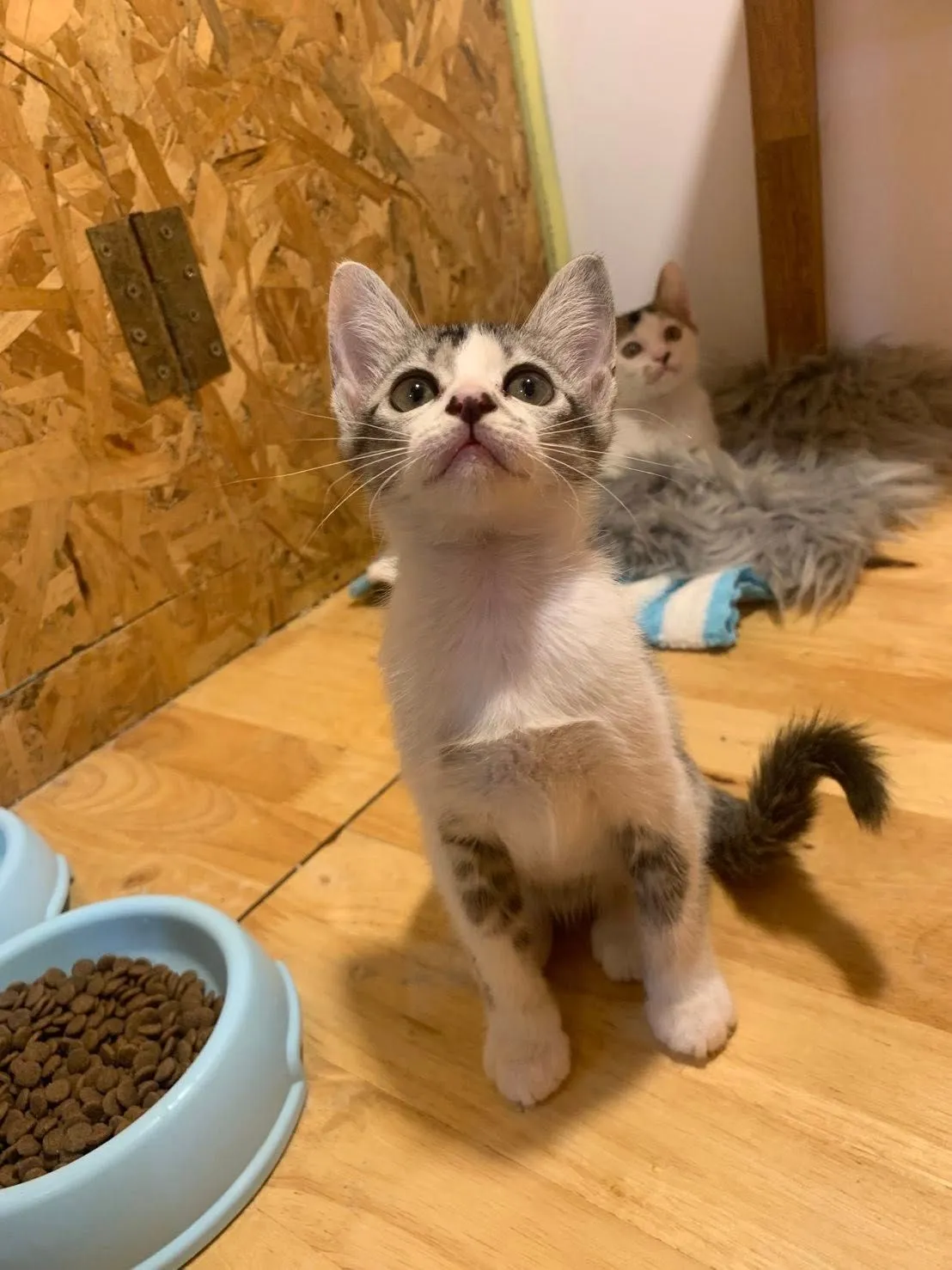 Meow Meow Cat Hotel Phuket 