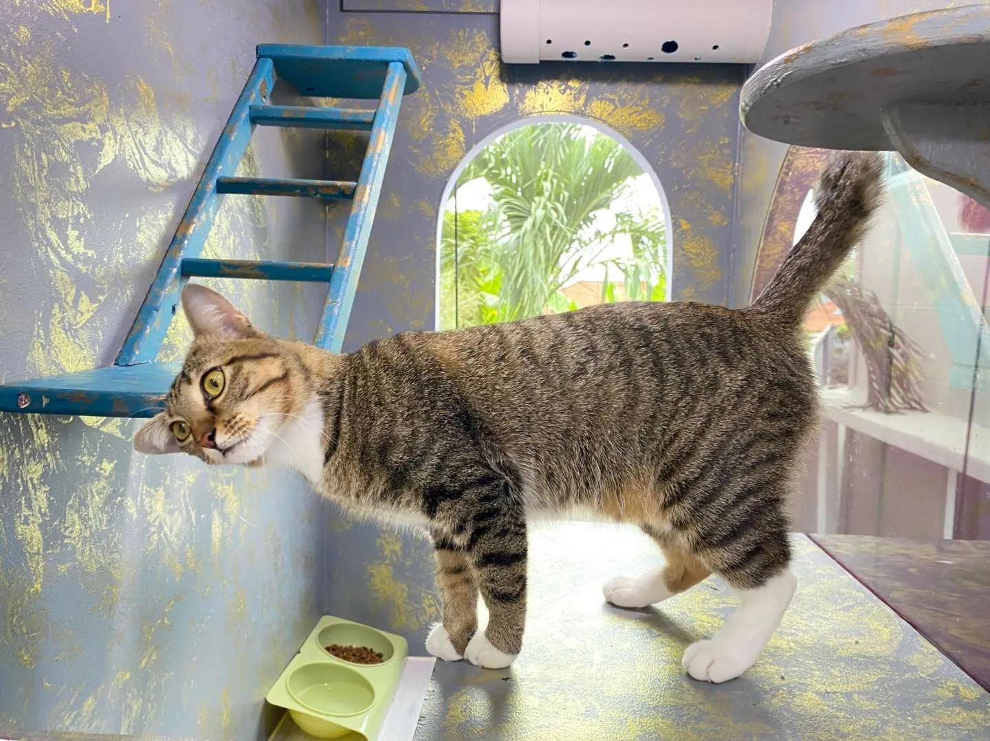 Meow Meow Cat Hotel Phuket 