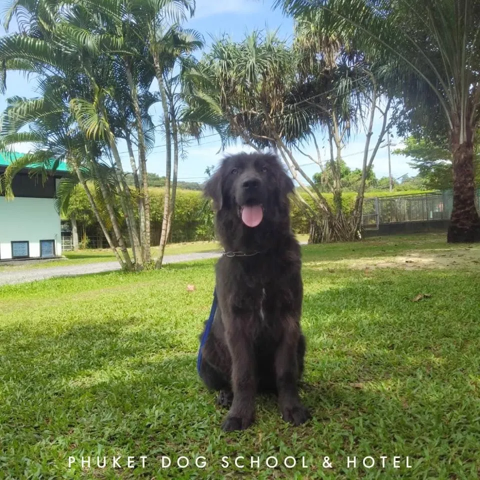 Phuket Dog School & Hotel