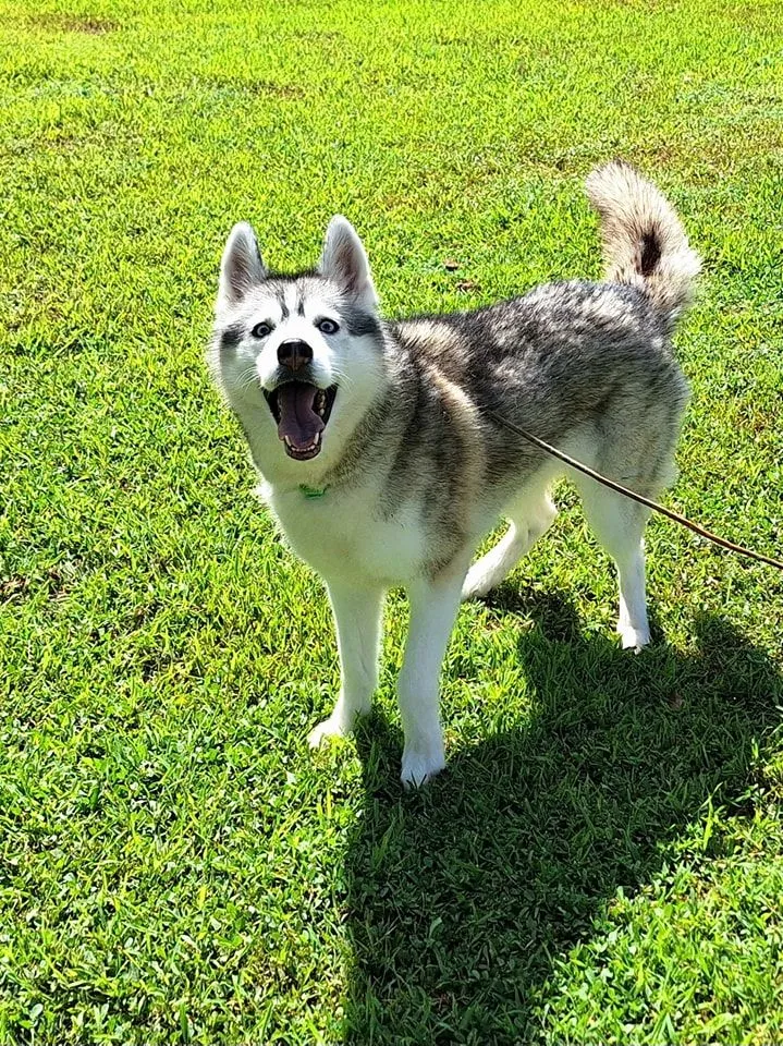Phuket Dog Training & Boarding