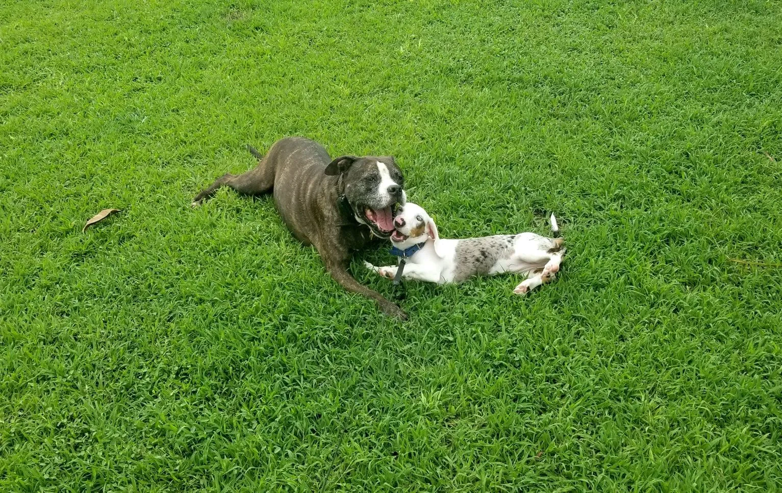 Phuket Dog Training & Boarding
