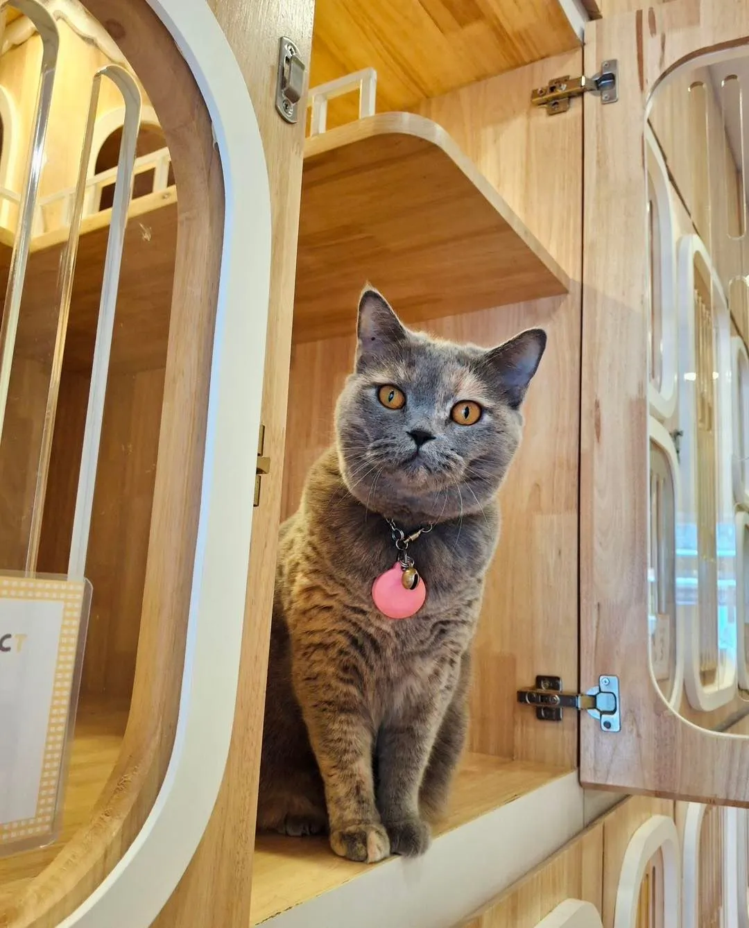 Purrfect Stay Cat Hotel Phuket