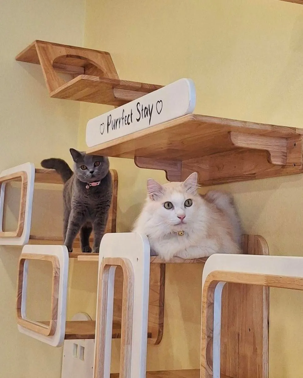 Purrfect Stay Cat Hotel Phuket
