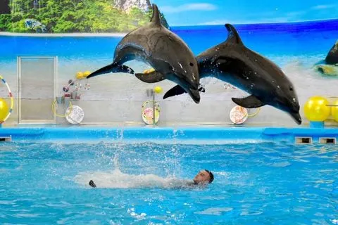 Dolphins Bay