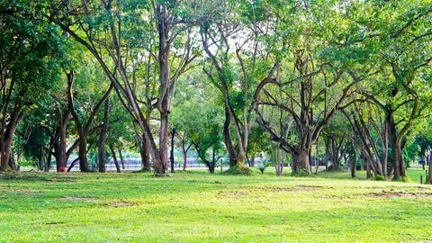 king-rama-9-park-phuket-thailand-1.jpg