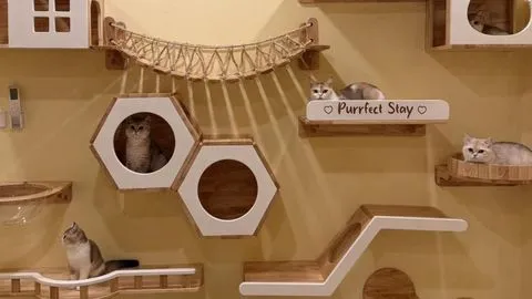 Purrfect Stay Cat Hotel Phuket
